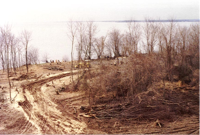 Clearing woods